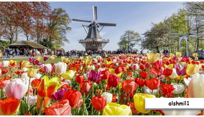 Keindahan Taman Bunga Keukenhof di Belanda: Surga Bunga yang Mengagumkan
